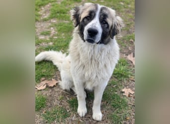 Chef, geb. ca. 07/2025, lebt in GRIECHENLAND, im städt. Tierheim Serres