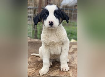 Hawaii, geb. ca. 11/2025, lebt in GRIECHENLAND, auf einer privaten Pflegestelle