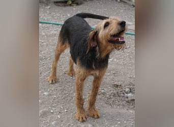 Yasko, geb. ca. 11/2022, lebt auf einer Pflegestelle in 44649 Herne