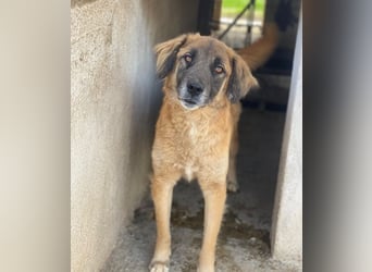 Lacasito, geb. ca. 01/2022, lebt in GRIECHENLAND, im städt. Tierheim Serres