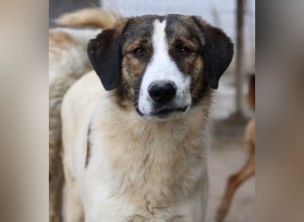 Pitt, geb. ca. 05/2021, lebt in GRIECHENLAND, im städt. Tierheim Serres