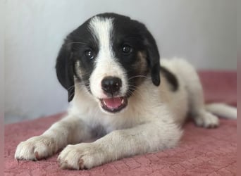 Pina, geb. ca. 05/2026, lebt in GRIECHENLAND, im städt. Tierheim Serres