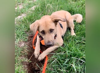 Fanta, geb. ca. 05/2017, lebt bei einer Familie in 48317 Drensteinfurt, Vermittlungshilfe