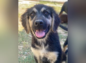 Quana, geb. ca. 02/2025, lebt in GRIECHENLAND, auf einer privaten Pflegestelle