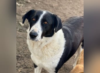 Franka, geb. ca. 06/2019, lebt in GRIECHENLAND, im städt. Tierheim Serres