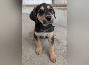 Hiro, geb. ca. 02/2026, lebt in GRIECHENLAND, im städt. Tierheim Serres