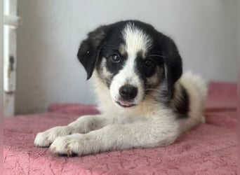 Colada, geb. ca. 05/2026, lebt in GRIECHENLAND, im städt. Tierheim Serres