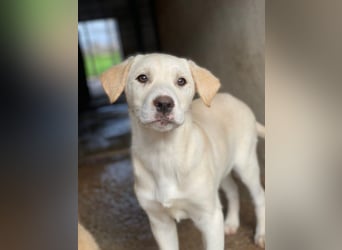 Liena, geb. ca. 12/2025, lebt in GRIECHENLAND, im städt. Tierheim Serres