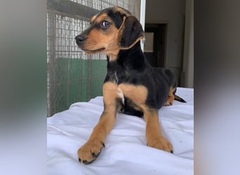 Linaria, geb. ca. 12/2025, lebt in GRIECHENLAND, im städt. Tierheim Serres