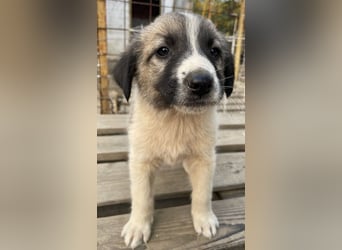 Grace, geb. ca. 08/2022, lebt in GRIECHENLAND, auf einer privaten Pflegestelle