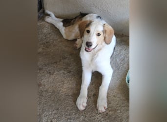 Katra, geb. ca. 04/2025, lebt in GRIECHENLAND, im städt. Tierheim Serres