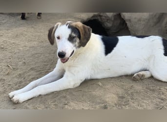  Colette, geb. ca. 02/2022, lebt in GRIECHENLAND, im städt. Tierheim Serres