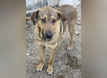Novo, geb. ca. 04/2023, lebt in GRIECHENLAND, im städt. Tierheim Serres