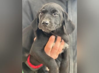 Morus, geb. ca. 11/2025, lebt in GRIECHENLAND, auf einer privaten Pflegestelle