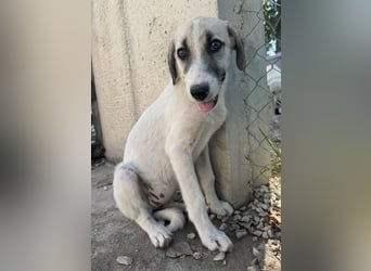 Maliya, geb. ca. 04/2025, lebt in GRIECHENLAND, im städt. Tierheim Serres