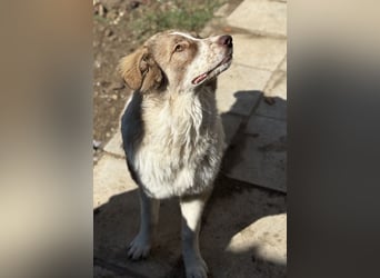 Liona, geb. ca. 12/2024, lebt in GRIECHENLAND, auf einem Gelände, wird notdürftig versorgt