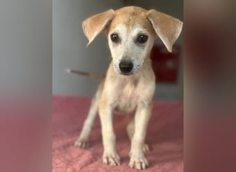 Rosie, geb. ca. 05/2026, lebt in GRIECHENLAND, im städt. Tierheim Serres
