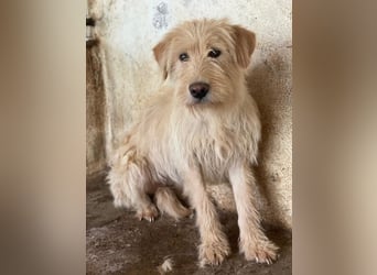 Susan, geb. ca. 04/2024, lebt in GRIECHENLAND, auf einer privaten Pflegestelle