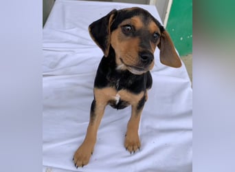 Linaria, geb. ca. 12/2025, lebt in GRIECHENLAND, im städt. Tierheim Serres