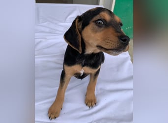 Linaria, geb. ca. 12/2025, lebt in GRIECHENLAND, im städt. Tierheim Serres