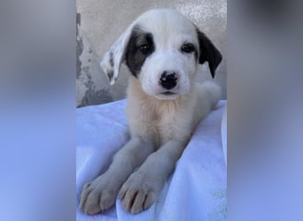 Alain, geb. ca. 06/2023, lebt in GRIECHENLAND, im städt. Tierheim Serres