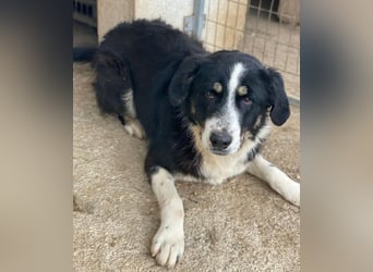 Cars, geb. ca. 12/2023, lebt in GRIECHENLAND, im städt. Tierheim Serres