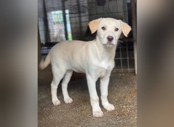 Liena, geb. ca. 12/2025, lebt in GRIECHENLAND, im städt. Tierheim Serres