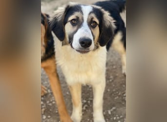 Rhydan, geb. ca.09/2025, lebt in GRIECHENLAND, im städt. Tierheim Serres