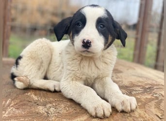 Hawaii, geb. ca. 11/2025, lebt in GRIECHENLAND, auf einer privaten Pflegestelle