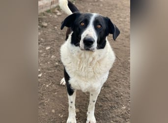 Franka, geb. ca. 06/2019, lebt in GRIECHENLAND, im städt. Tierheim Serres