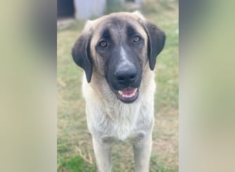 Twixx, geb. ca. 03/2025, lebt in GRIECHENLAND, im städt. Tierheim Serres