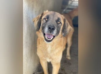 Lacasito, geb. ca. 01/2022, lebt in GRIECHENLAND, im städt. Tierheim Serres