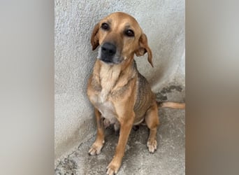 Angelina, geb. ca. 07/2022, lebt in GRIECHENLAND, im städt. Tierheim Serres