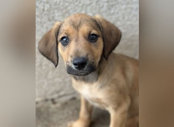 Tiana, geb. ca. 02/2026, lebt in GRIECHENLAND, im städt. Tierheim Serres