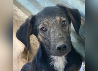 Miranda, geb. ca. 01/2026, lebt in GRIECHENLAND, auf einer privaten Pflegestelle