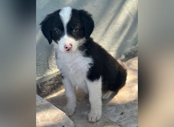 Tinkerbelle, geb. ca. 06/2026, lebt in GRIECHENLAND, im städt. Tierheim Serres