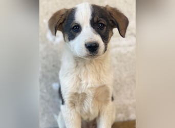 Yoko, geb. ca. 03/2026, lebt in GRIECHENLAND, auf einer privaten Pflegestelle