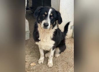 Cars, geb. ca. 12/2023, lebt in GRIECHENLAND, im städt. Tierheim Serres