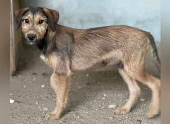 Woody, geb. ca. 02/2026, lebt in GRIECHENLAND, im städt. Tierheim Serres