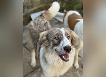 Liona, geb. ca. 12/2024, lebt in GRIECHENLAND, auf einem Gelände, wird notdürftig versorgt