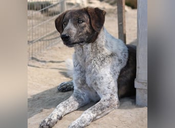 Naxos, geb. ca. 07/2020, lebt in GRIECHENLAND, im städt. Tierheim Serres