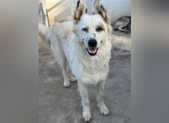 Hope, geb. ca. 03/2024, lebt in GRIECHENLAND, im städt. Tierheim Serres