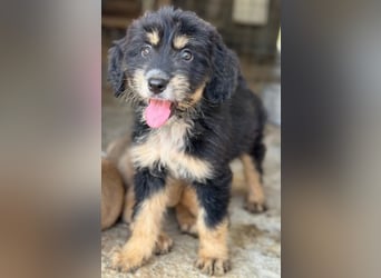 Ginger, geb. ca. 05/2026, lebt in GRIECHENLAND, im städt. Tierheim Serres