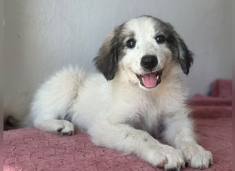 Paloma, geb. ca. 05/2026, lebt in GRIECHENLAND, im städt. Tierheim Serres