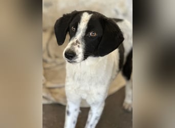 Amora, geb. ca. 03/2024, lebt in GRIECHENLAND, auf einer privaten Pflegestelle