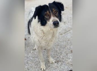 Xalia, geb. ca. 03/2018, lebt in GRIECHENLAND, im städt. Tierheim Serres