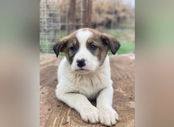 Tonno, geb. ca. 11/2025, lebt in GRIECHENLAND, auf einer privaten Pflegestelle