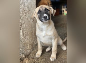 Mira, geb. ca. 12/2025, lebt in GRIECHENLAND, im städt. Tierheim Serres