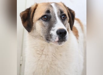 Taro, geb. ca. 08/2018, lebt in GRIECHENLAND, im städt. Tierheim Serres