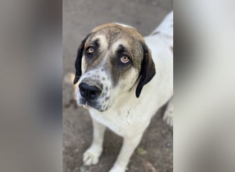 Elliot, geb. ca. 05/2022, lebt in GRIECHENLAND, im städt. Tierheim Serres